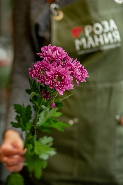 Кустовая Хризантема ярко-розовая - фото 4558