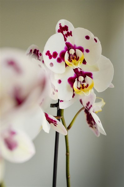 Фаленопсис (орхидея) 2 ствола - фото 6000