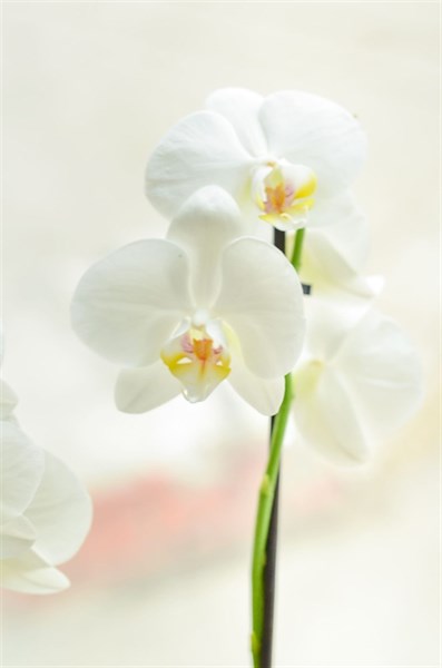 Фаленопсис (орхидея) 2 ствола - фото 6006