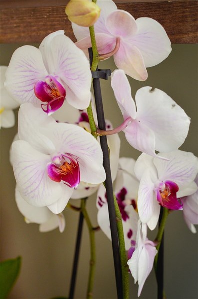 Фаленопсис (орхидея) 2 ствола - фото 6010