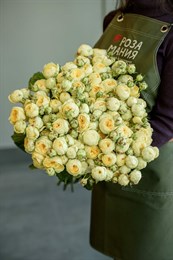 Роза Кустовая Каталина 70 см