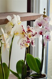 Фаленопсис микс (орхидея) 2 ствола