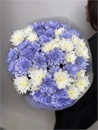 11 кустовых хризантем микс 2 2363
