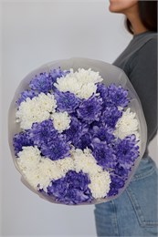 11 кустовых хризантем микс 2 2363
