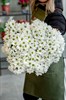 Кустовая Хризантема Бакарди белая - фото 4528