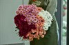Кустовая Хризантема Ромашка розовая - фото 4538