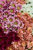 Кустовая Хризантема ярко-розовая - фото 4559