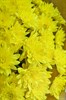 Букет из кустовых желтых хризантем в крафте 25шт - фото 4685