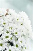 Букет из кустовых хризантем в крафте 15шт - фото 4693