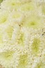 21 одноголовая хризантема в упаковке - фото 4804