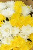 15 кустовых хризантем микс в крафте - фото 4813