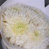 5 белых хризантем - фото 5056
