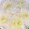 5 белых хризантем - фото 5057