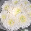 9 белых хризантем - фото 5065