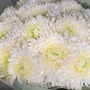 15 белых хризантем - фото 5072