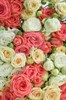 25 кустовых Роз под ленту - фото 5446