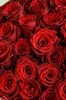 51 роза Эксплорер 60 см в упаковке - фото 5695