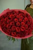 51 роза Эксплорер 60 см в упаковке - фото 5697