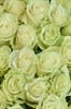 51 роза Мондиаль 60см - фото 5804