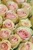 25 роз Фрутетто 60см - фото 5814