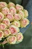 25 роз Фрутетто 60см - фото 5816