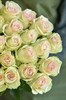 25 роз Марципан 60см - фото 5820