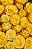 41 роза Хай Еллоу 70см - фото 5824