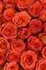41 роза Хай Оранж 60см - фото 5829