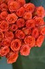 41 роза Хай Оранж 60см - фото 5831