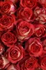 51 роза Палома 60см - фото 5834