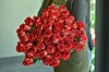 51 роза Палома 60см - фото 5835