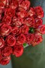 51 роза Палома 60см - фото 5836