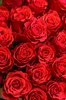 25 роз Альтамира 70см - фото 5839