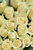 27 роз Венделла 70см - фото 5844