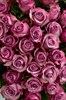 51 роза Дип Перпл 60см - фото 5849