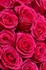 25 роз Фулл Монти 60см - фото 5854