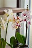 Фаленопсис микс (орхидея) 2 ствола - фото 5997