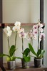 Фаленопсис микс (орхидея) 2 ствола - фото 5998
