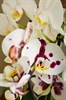 Фаленопсис микс (орхидея) 2 ствола - фото 5999