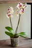 Фаленопсис (орхидея) 2 ствола - фото 6001