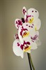 Фаленопсис (орхидея) 2 ствола - фото 6002