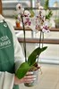 Фаленопсис (орхидея) 2 ствола - фото 6004
