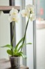 Фаленопсис (орхидея) 2 ствола - фото 6007