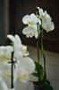 Фаленопсис (орхидея) 2 ствола - фото 6008