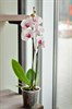 Фаленопсис (орхидея) 2 ствола - фото 6011