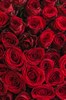 51 Роза Ред Наоми 80см - фото 6352