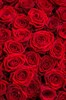 51 Роза Ред Наоми 60см - фото 6364