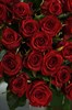 25 Роз Ред Игл 80см - фото 6388
