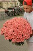 101 роза Софи Лорен 60см - фото 6505