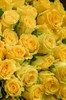 Роза Кения жёлтая 40 см - фото 6695